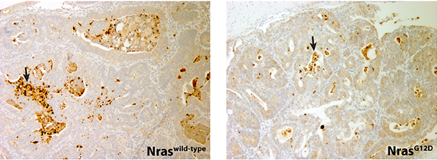 Apoptosis-1.png