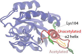 PostTranslationalModifications.png