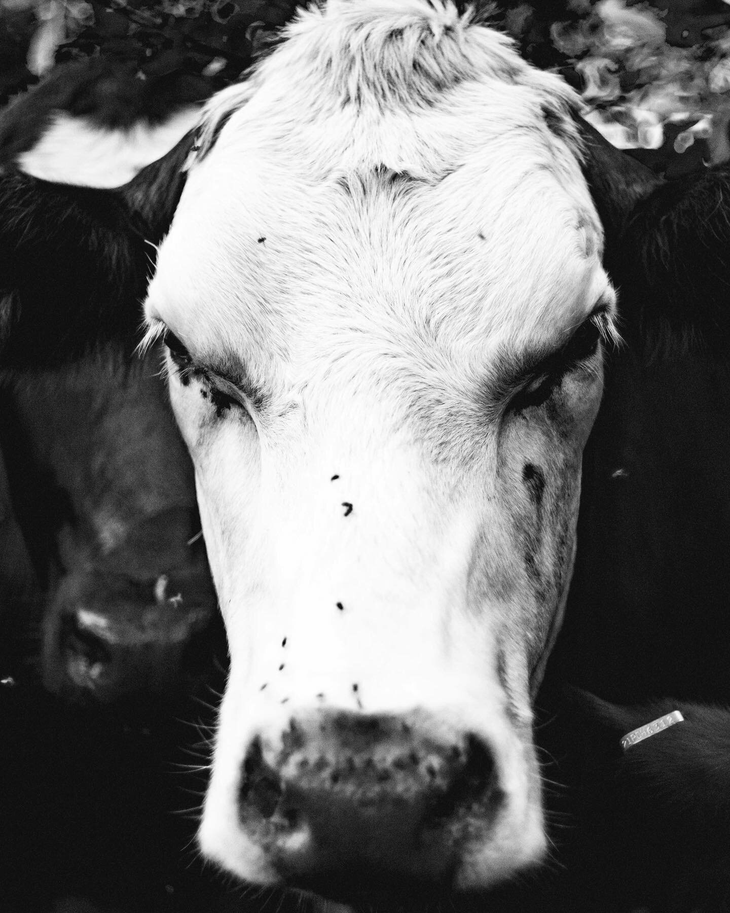 Vaca(s)
&bull;
&bull;
&bull;
&bull;
&bull;
&bull;
**Camera- Fujifilm xt1. Lens- Asahi Pentax Super Takumar 50mm f1.4
&bull;
&bull;
&bull;
&bull;
#pentax #supertakumar #asahipentax #50mmphotography #cow #portrait #highcontrast #jorgelunaphotography #i