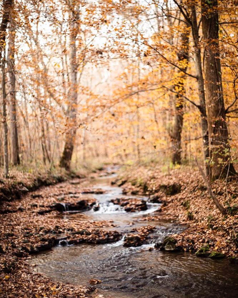 Throwback to this beautiful hike at the TVA Trail in Muscle Shoals, Alabama back in Nov, 2021. The place looks magical to say the least. I have to say, the choice of lens seems perfect for this location, as it adds a vintage look to the autumnal colo