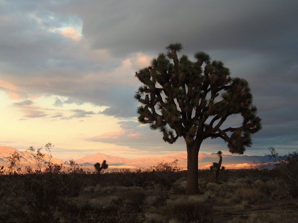 joshuatree2.jp.JPG