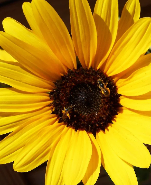 sunflowerbees1.jpg.JPG