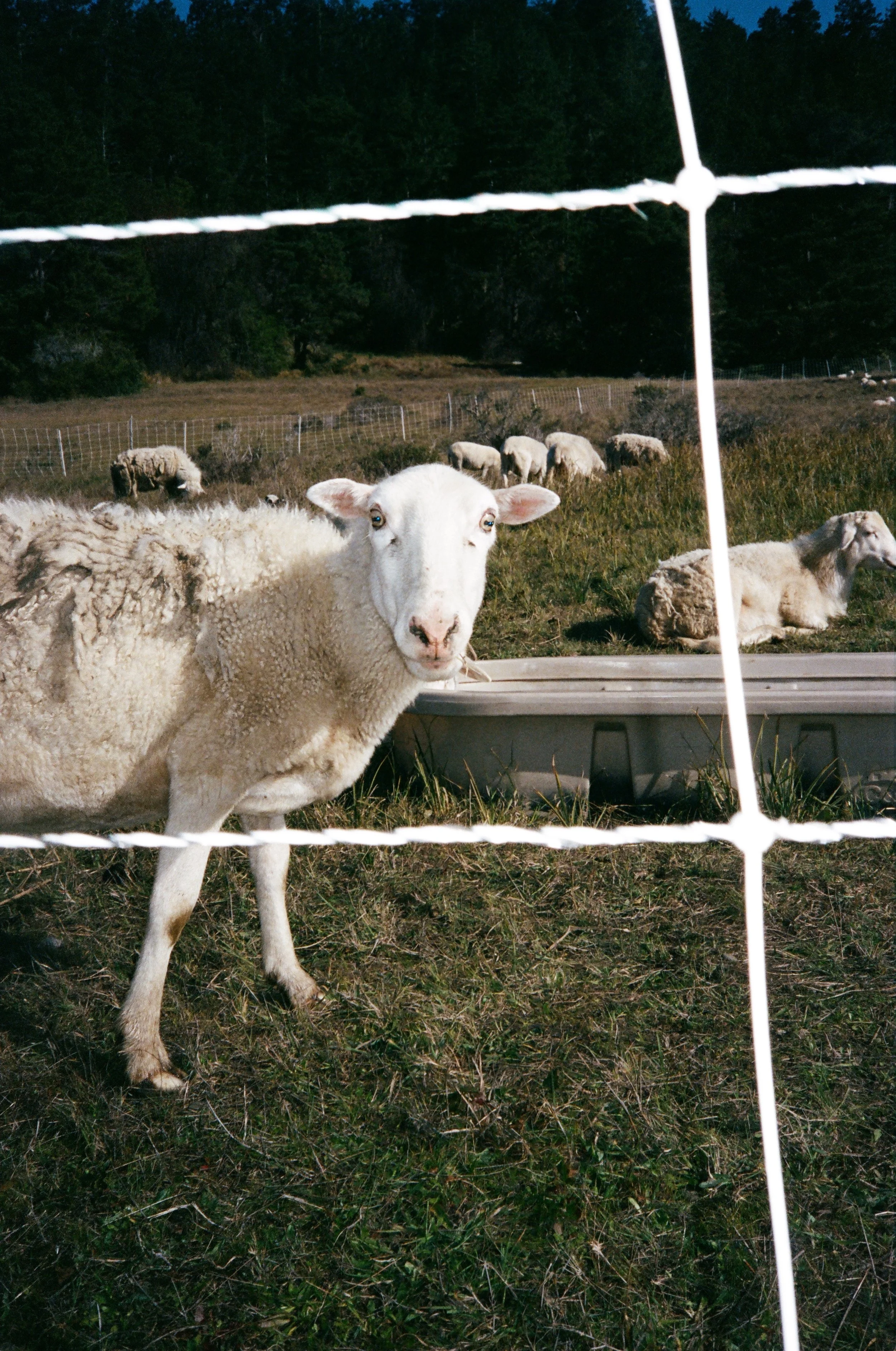 California Sheep, Sea Ranch, CA