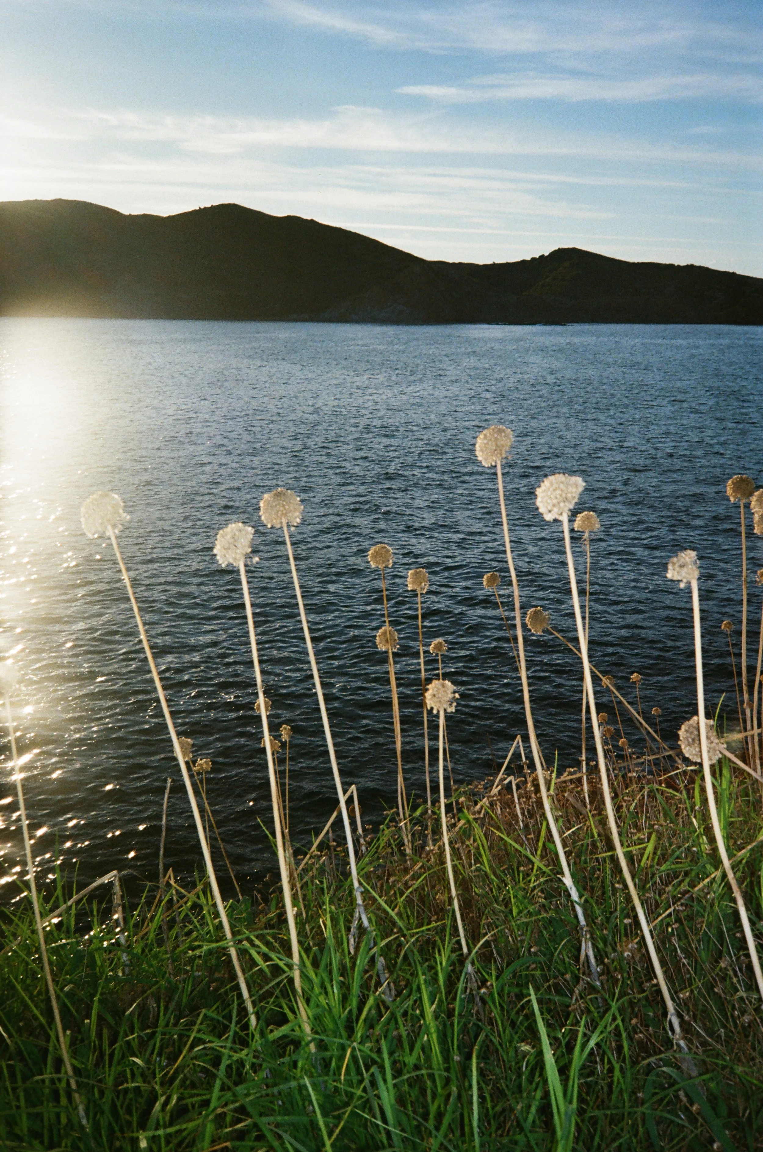 Seside Flowers, Menorca, Spain