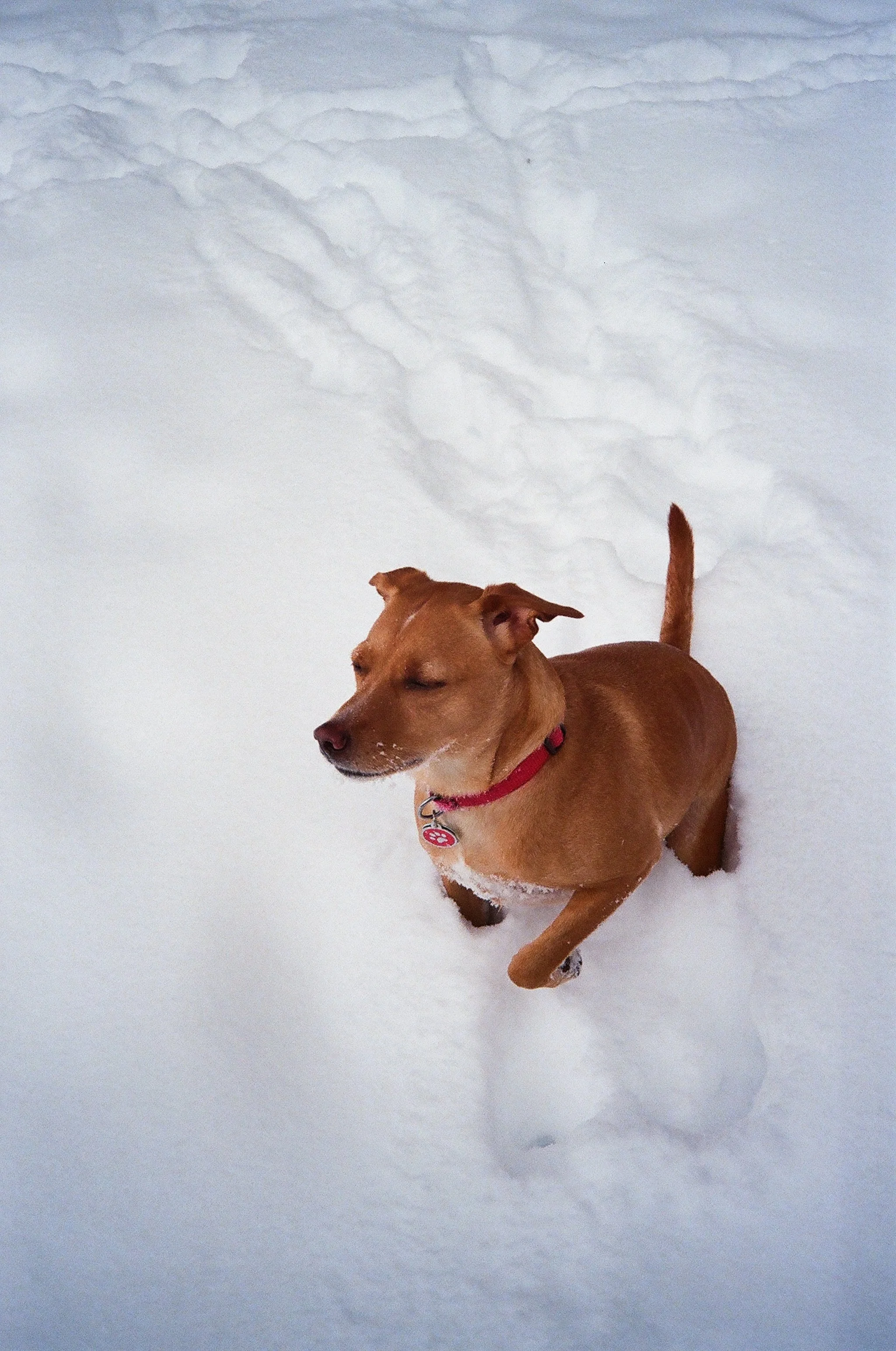 Blizzard Boy Pachi, Brooklyn,  NY