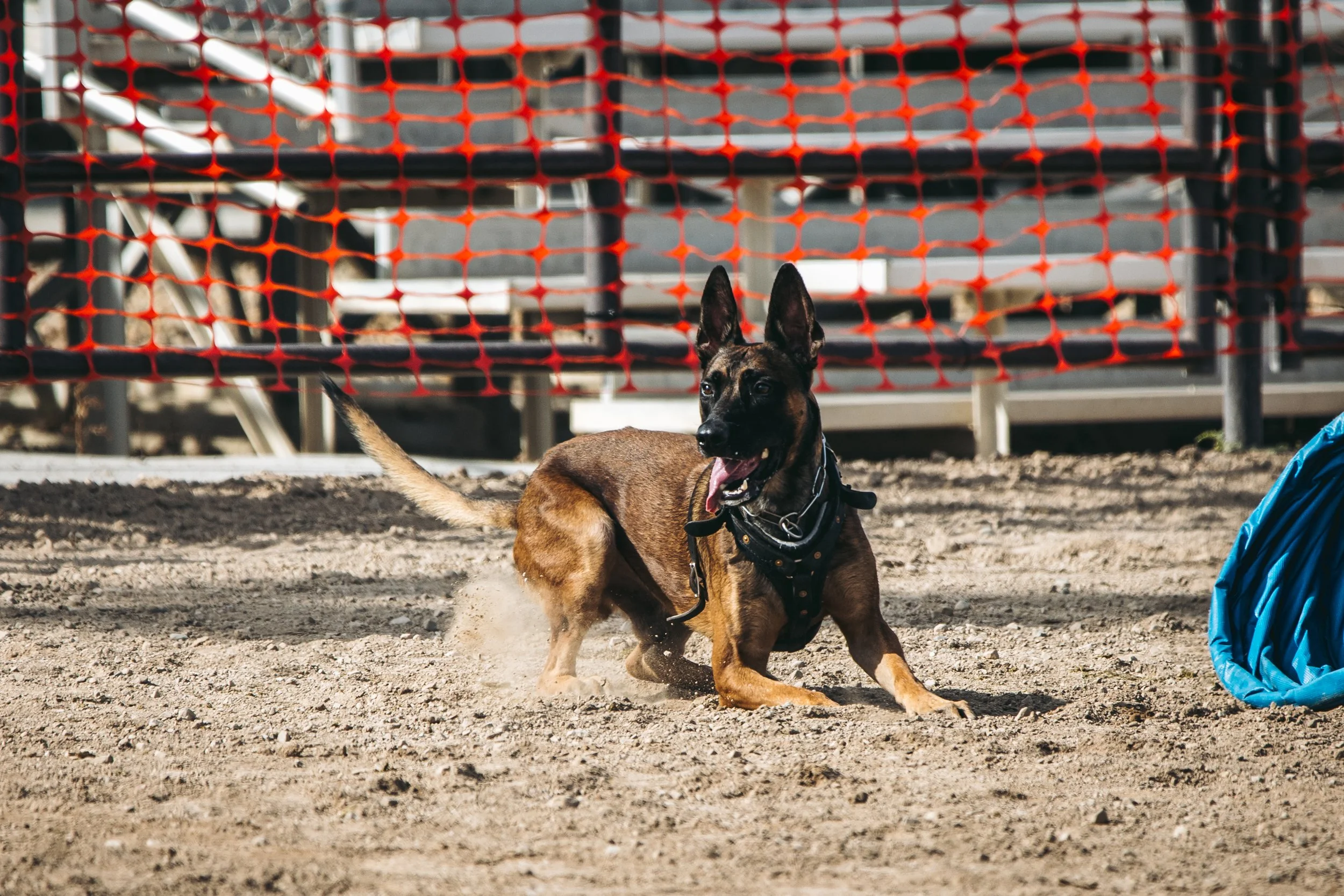 k9trial(85of476).jpg