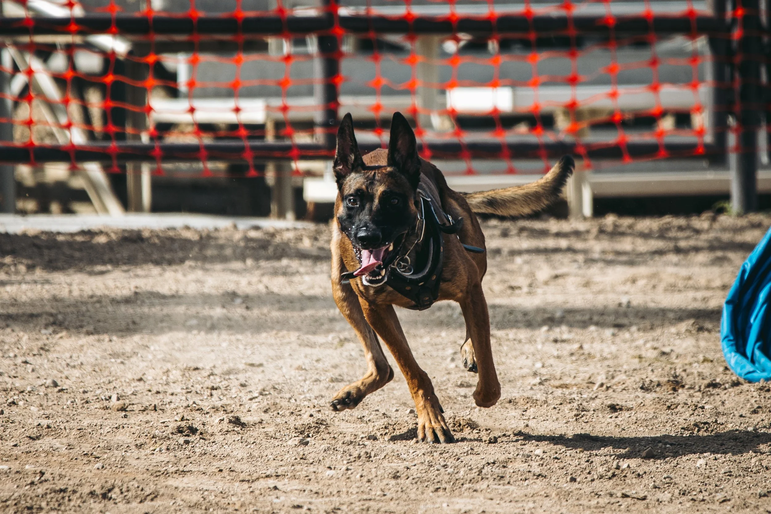 k9trial(86of476).jpg