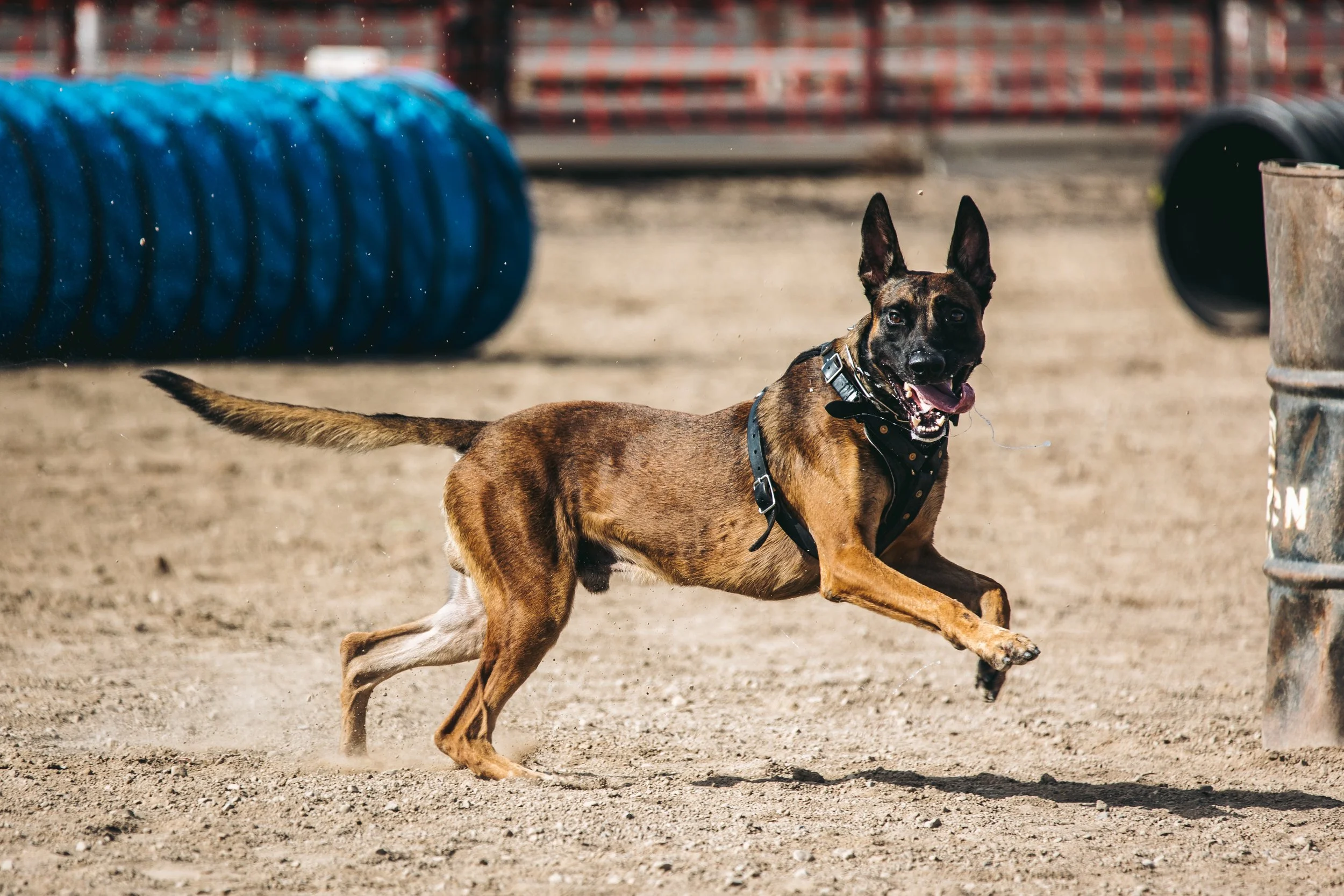 k9trial(87of476).jpg