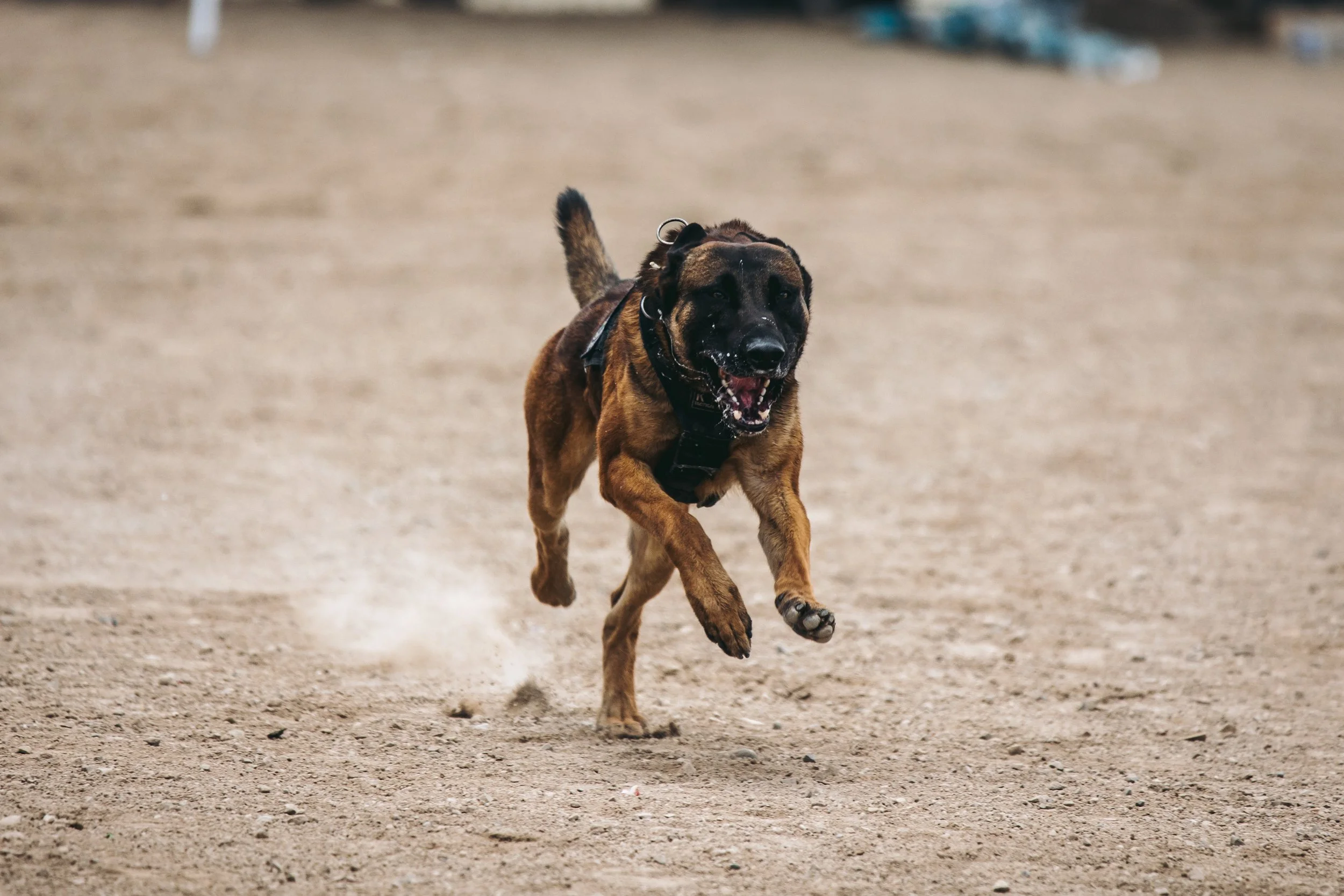 k9trial(256of476).jpg