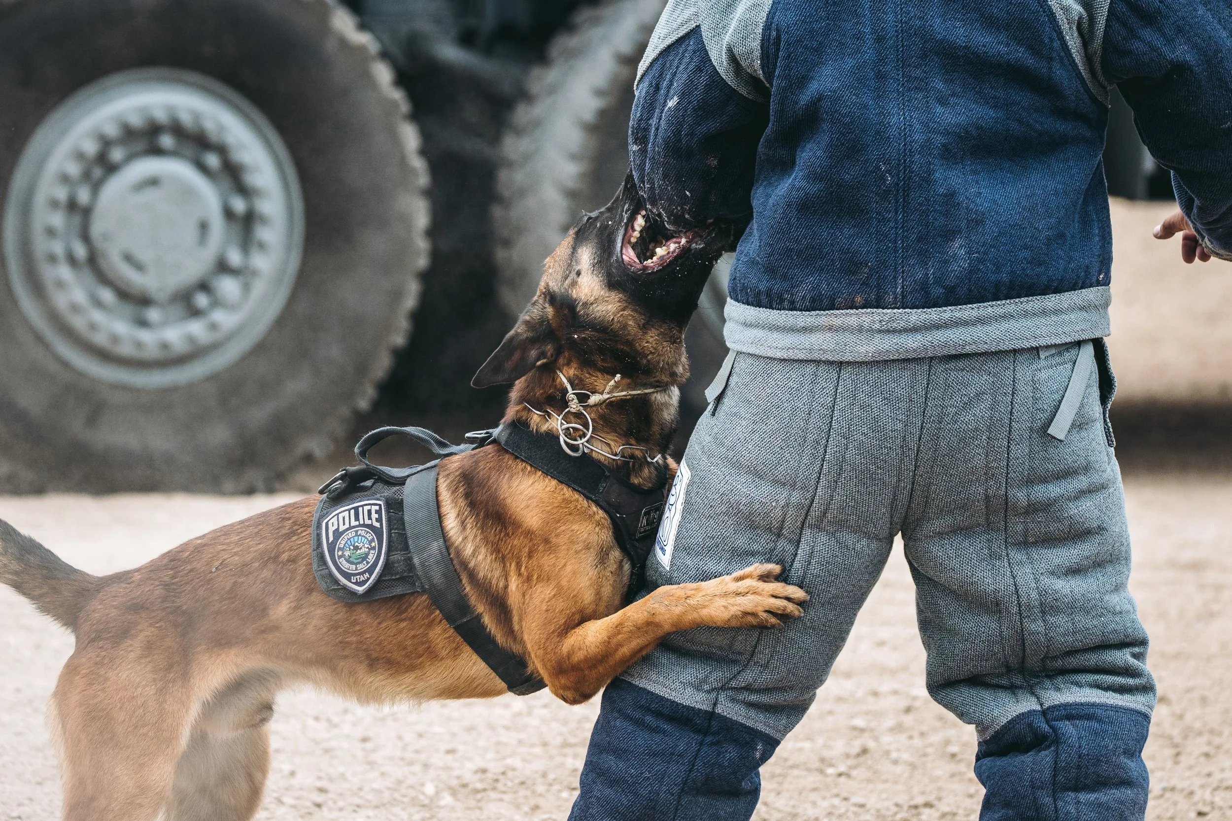 k9trial(257of476).jpg