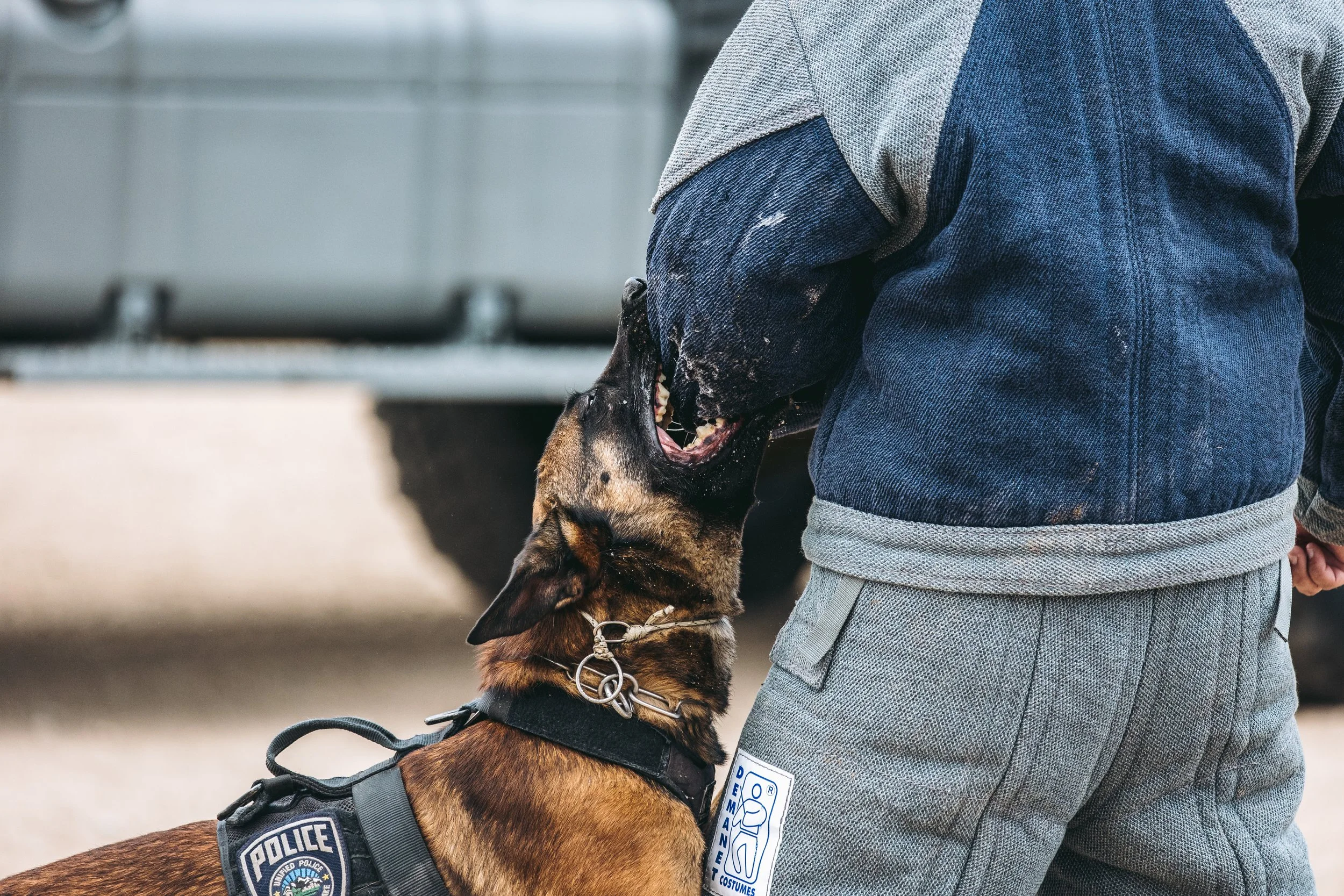 k9trial(258of476).jpg