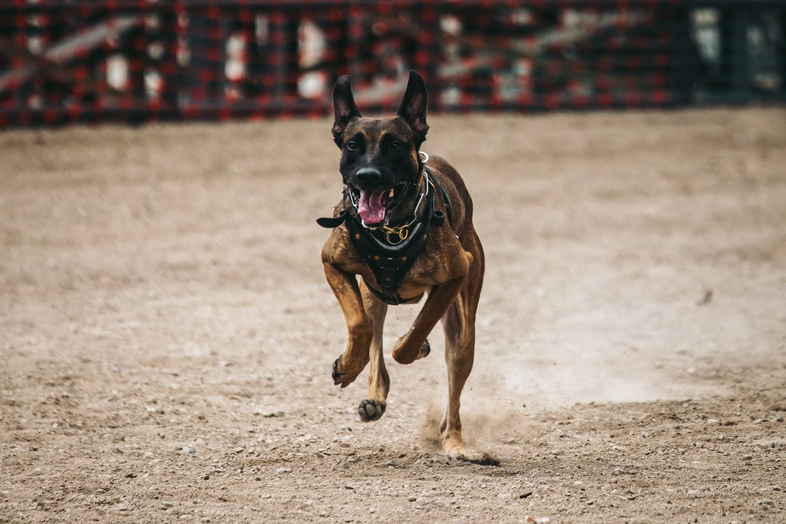k9trial(306of476).jpg