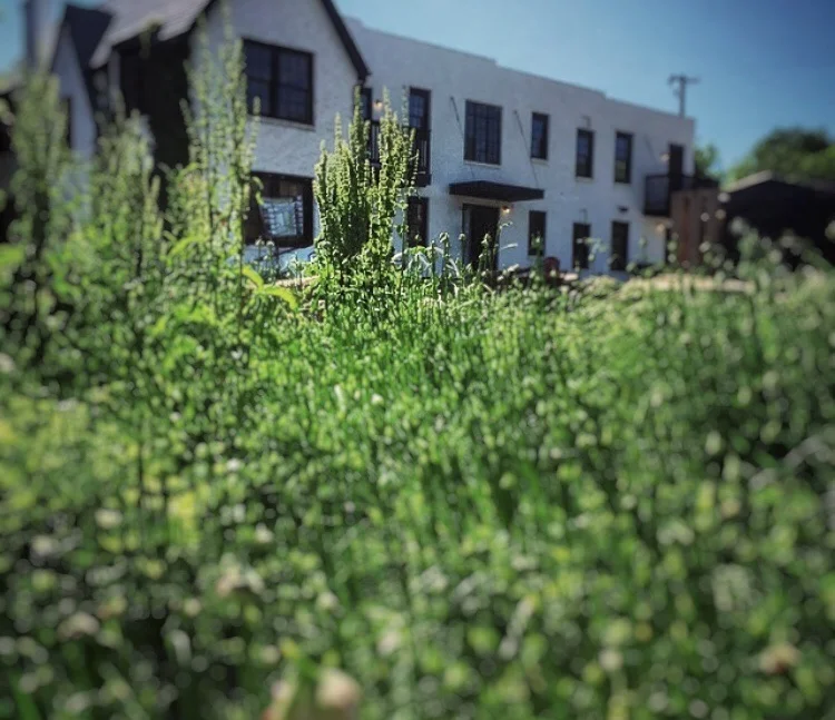 SixTwelve's onion beds, source: @612Okc