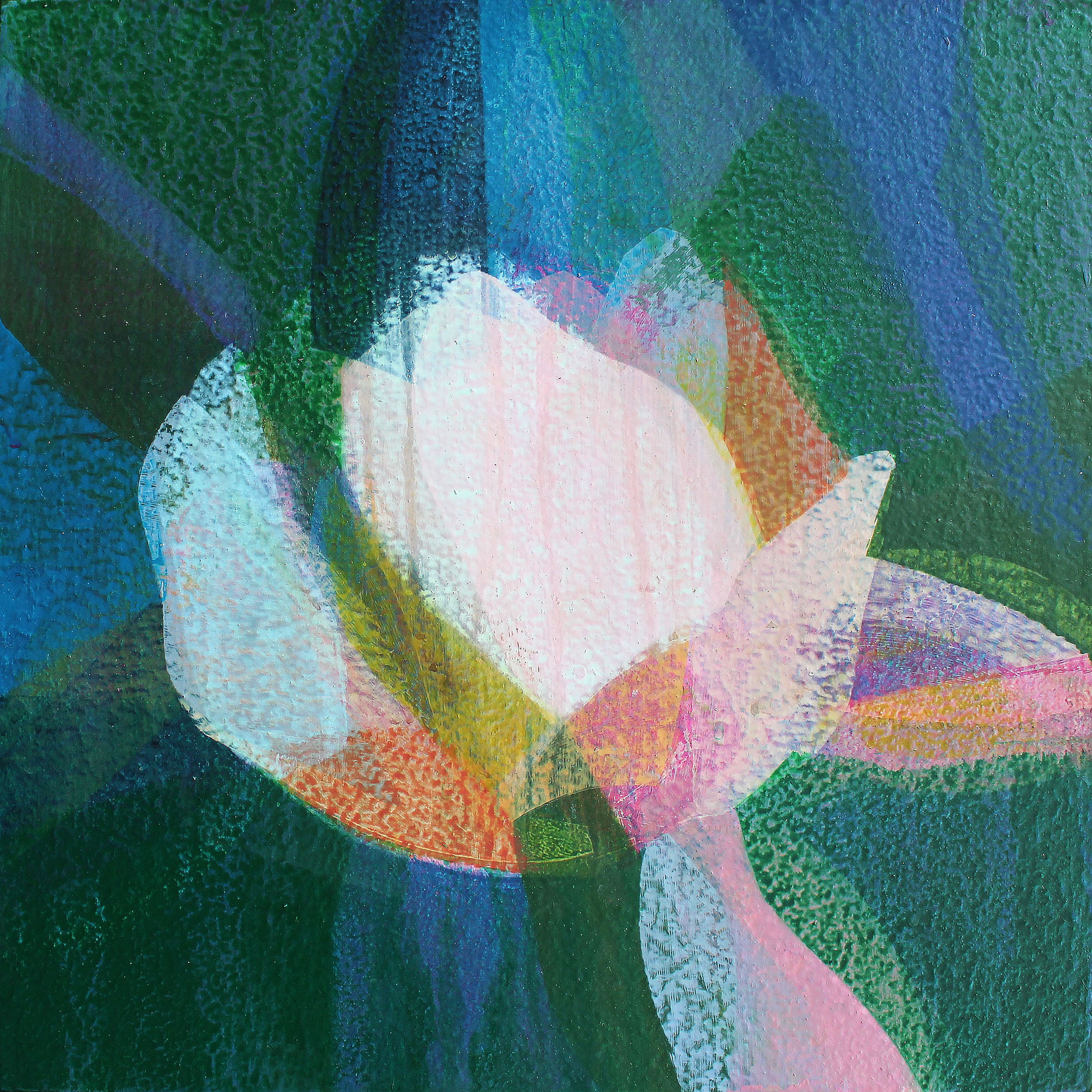 (jubilee) tulip magnolia