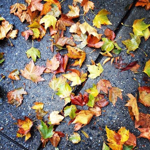 fall leaves, cool breeze warm heart to a Thanksgiving start #gratitude #evermorethanks