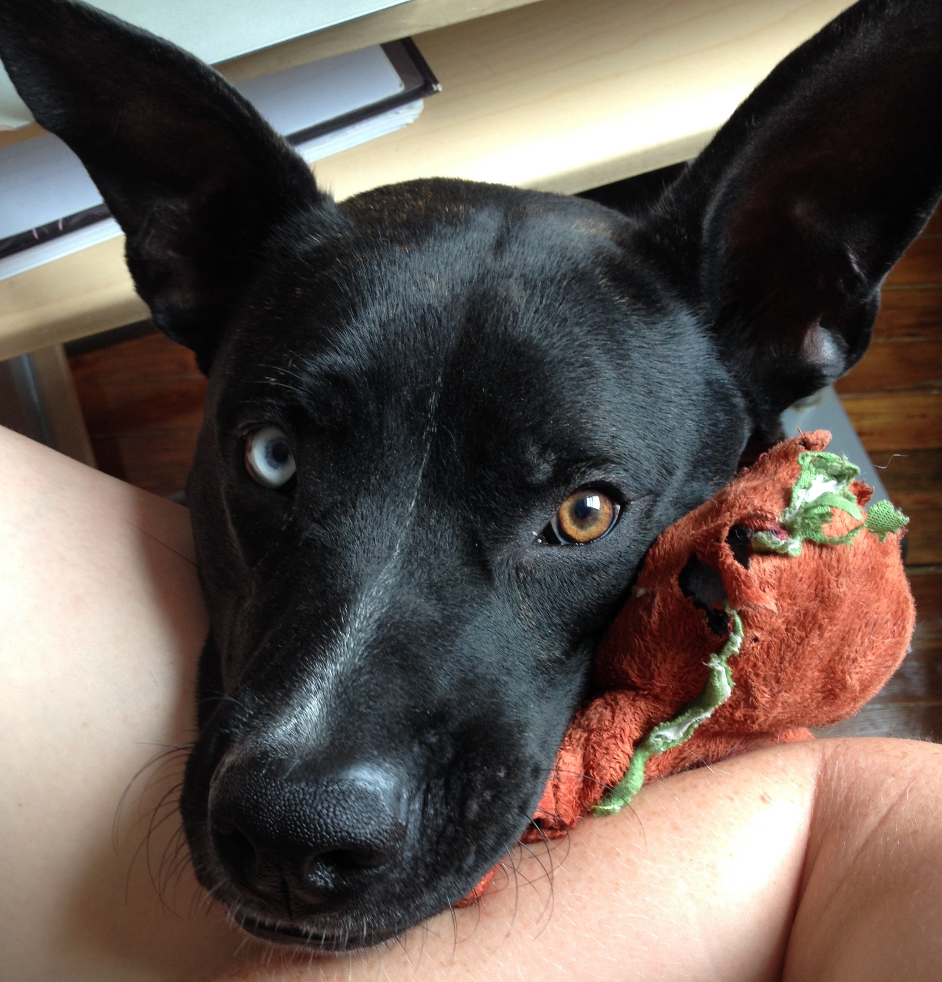 This is Moon's "stop working and play with me" look. How can you resist such a cute face??