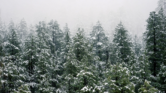 Adopt the pace of Nature..jpg