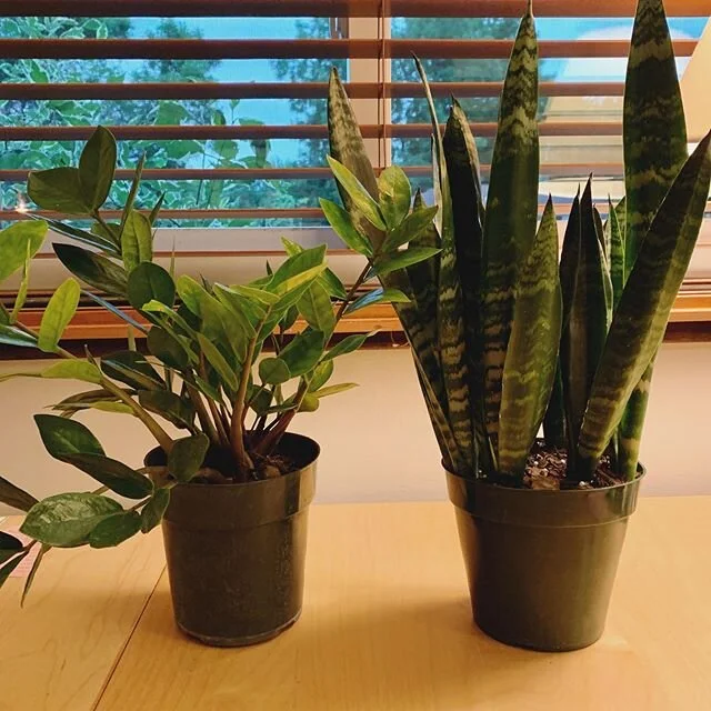 A couple of plant babies I adopted this weekend. Hearty ones since I&rsquo;m still a novice in this growing-tending-watering world of household plants! 🌿 It feels exciting and grounding to have some new life to tend to and I&rsquo;m building the hea