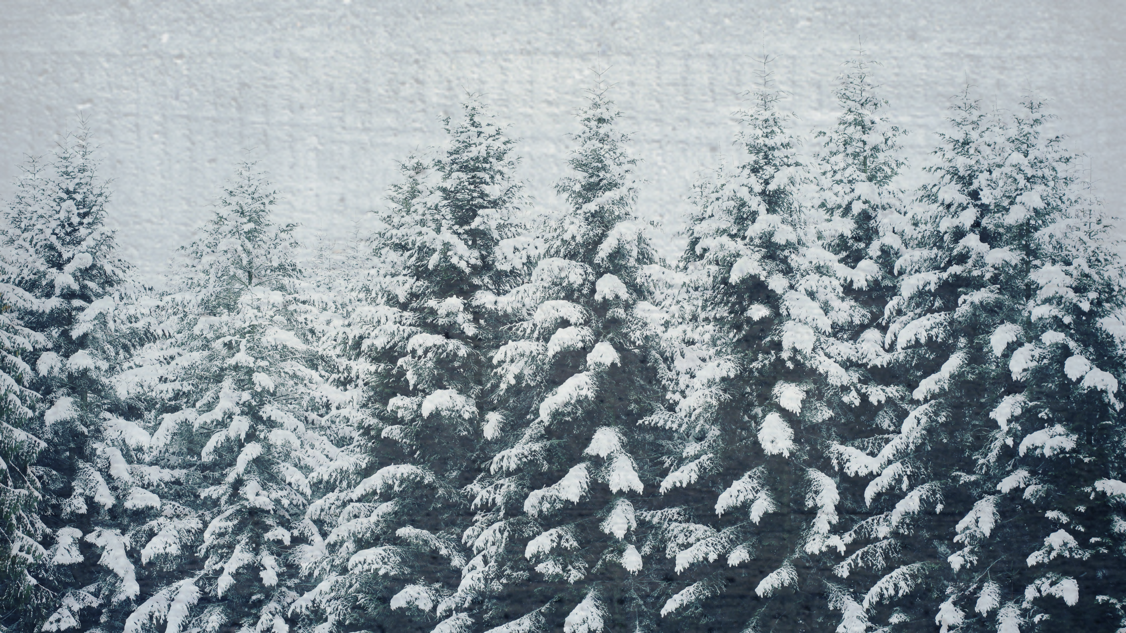 Virtual January Breathwork