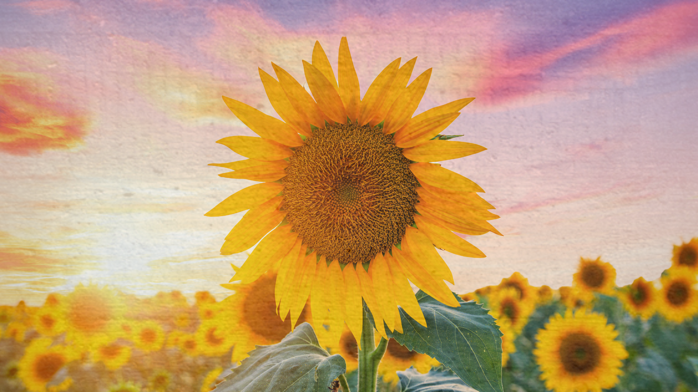 Summer Solstice Healing Event