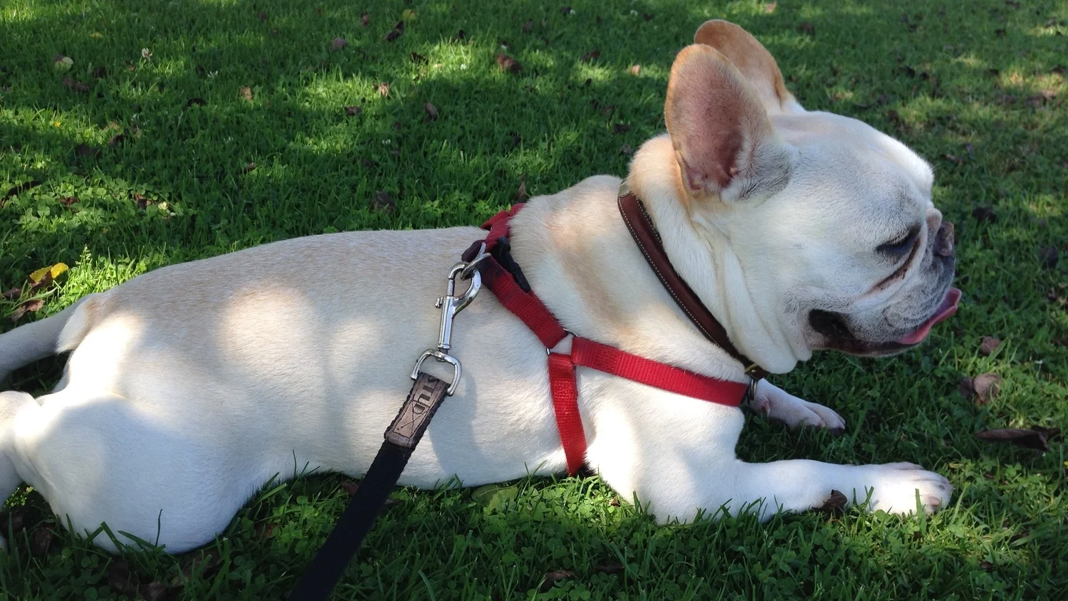 The Dog Days of Summer Are Here