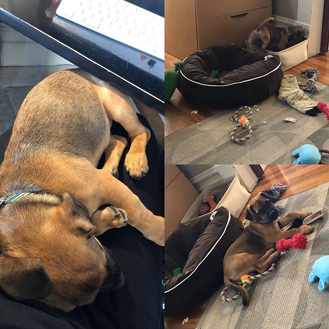 First day at the office for our new Ruff Haus pack member Drax. He&rsquo;s learning his duties quickly! #officedogs #rufflife #doglife