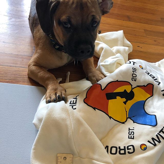 Apparently Drax thought I needed help and supervision taking sample photos of @humboldtkinefarms swag. #brandambassador #branding #officedogs #designiseverywhere