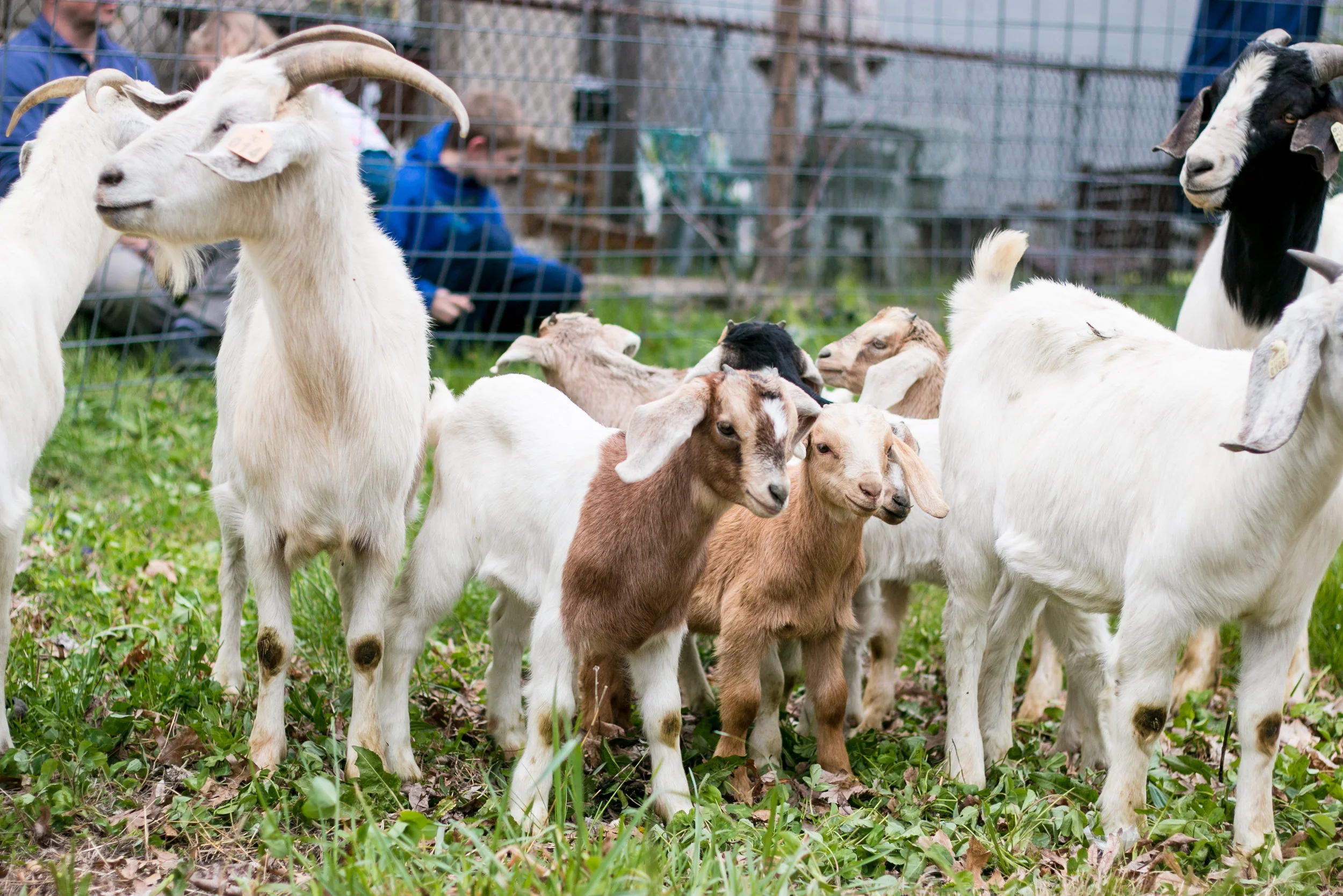 Covington Kentucky Running of the goats.jpg