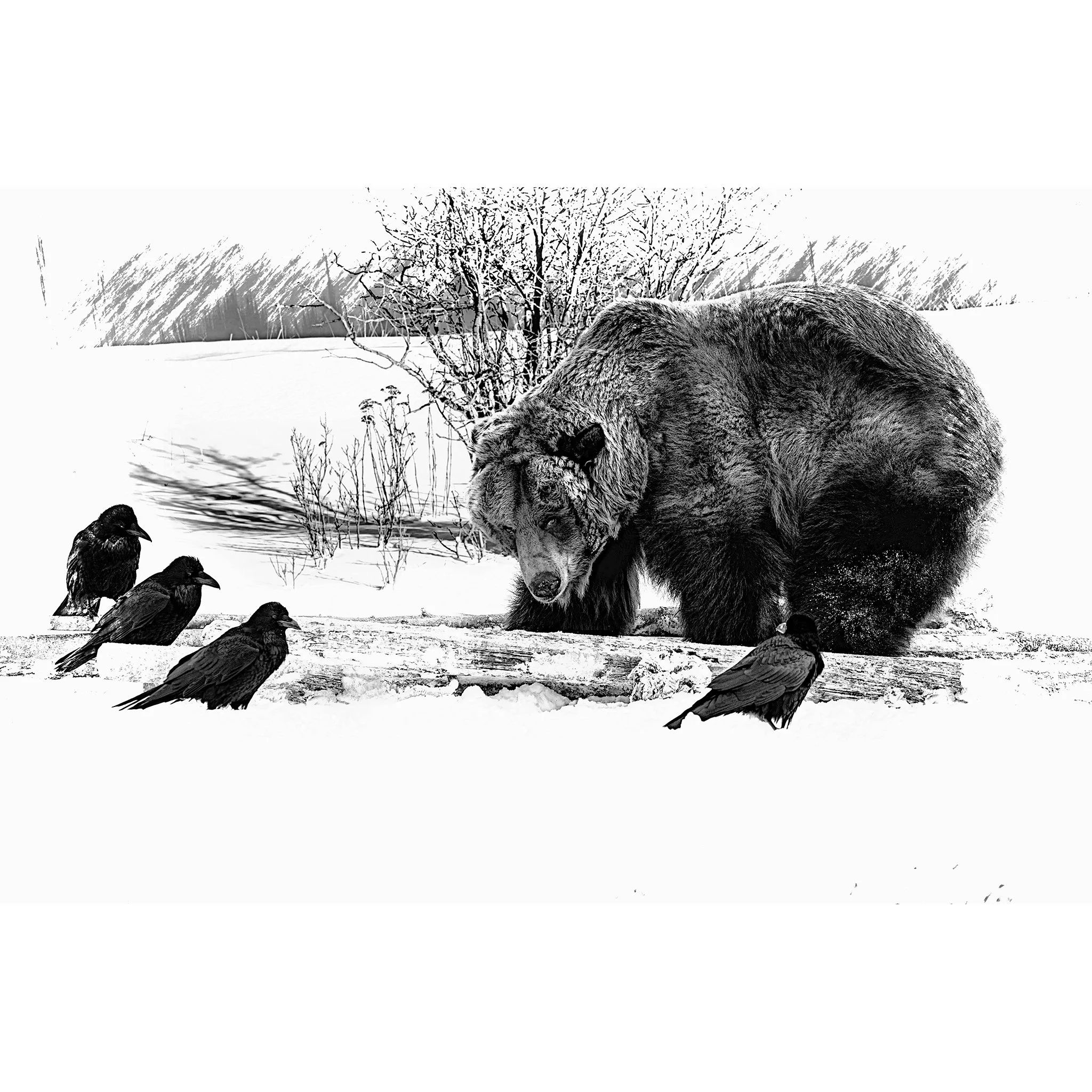 Grizzly and Ravens_lr.jpg