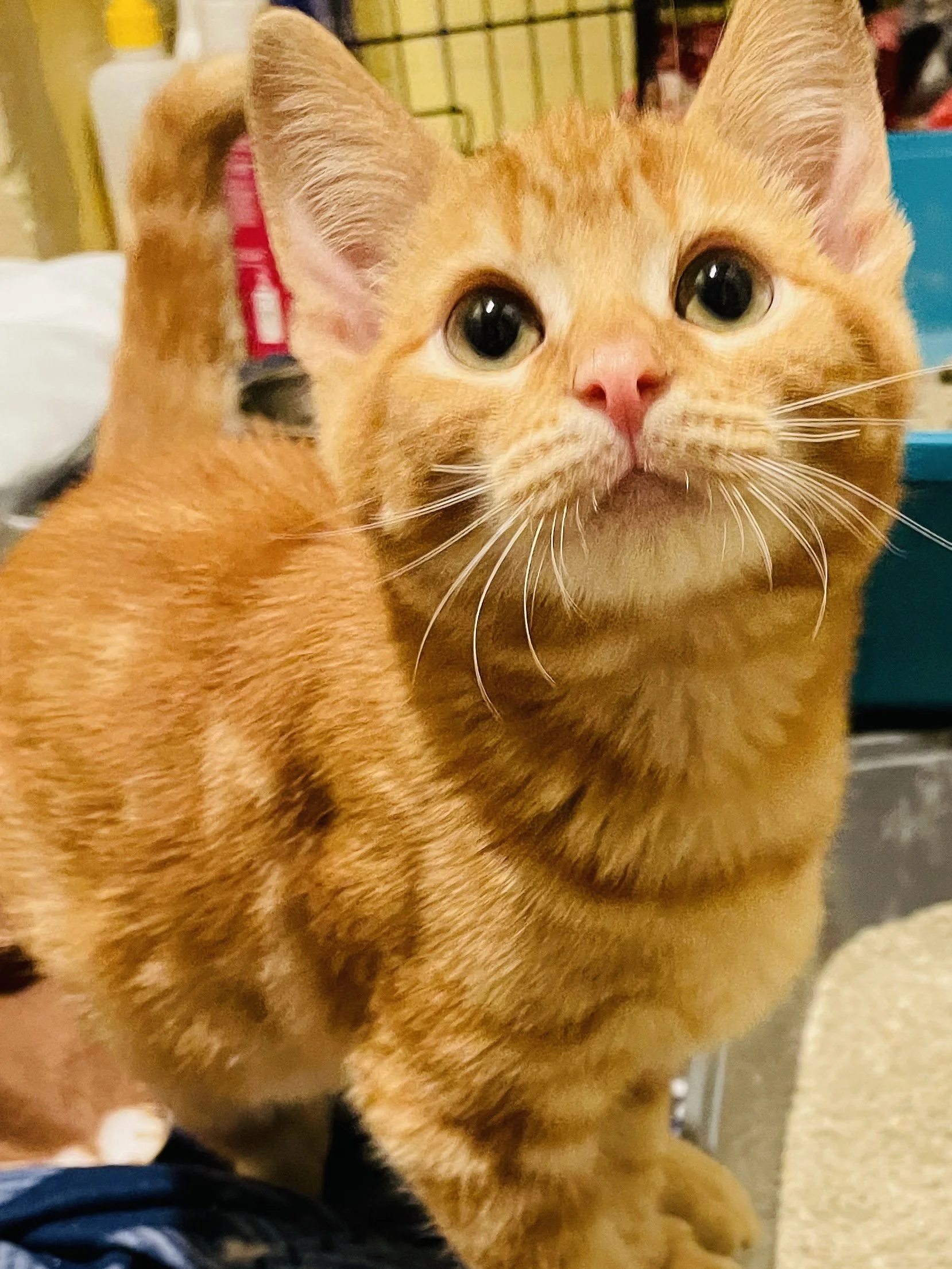 Animals In Need Rescue Network