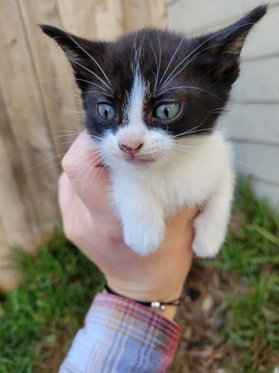 Animals In Need Rescue Network