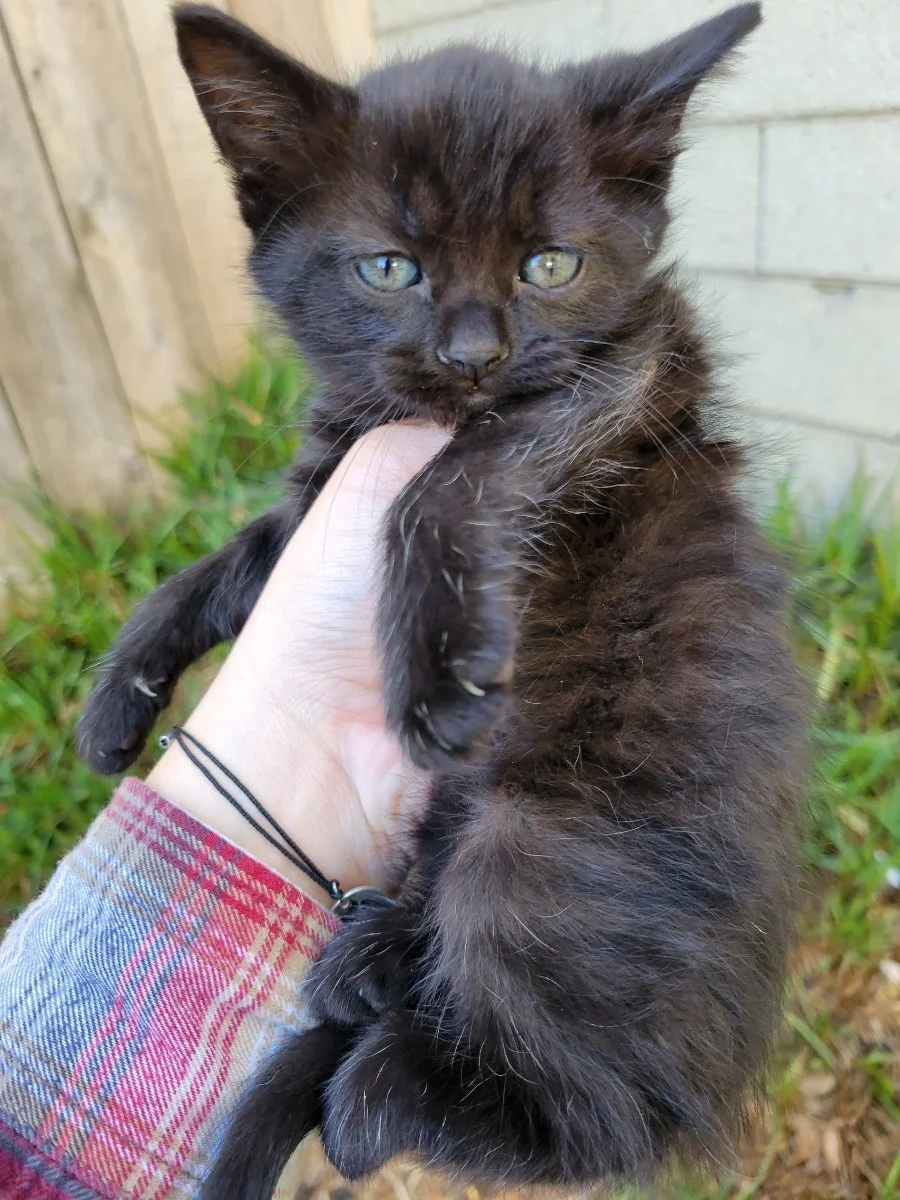 Animals In Need Rescue Network