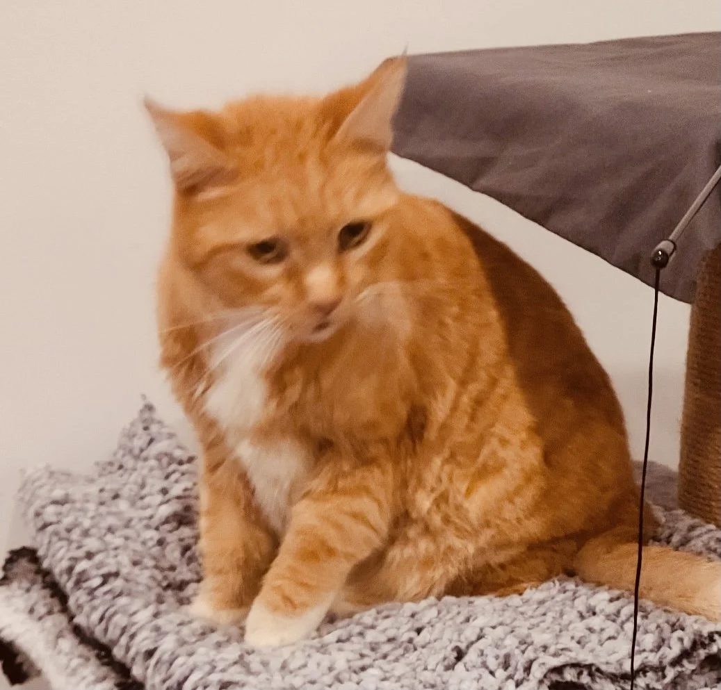 Animals In Need Rescue Network