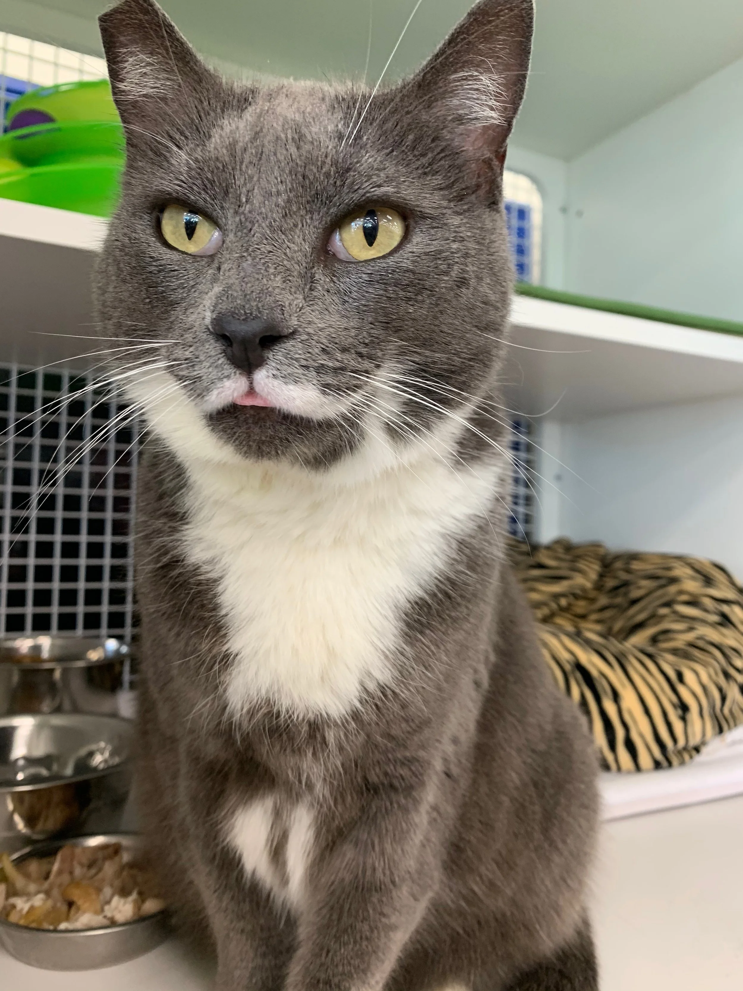 Animals In Need Rescue Network