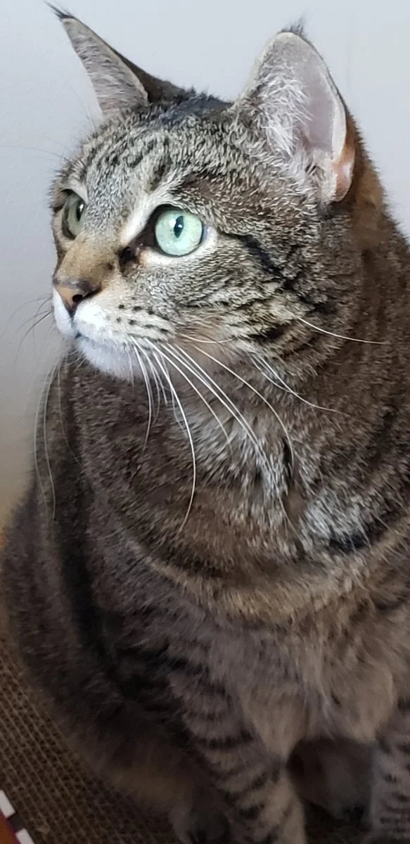 Animals In Need Rescue Network