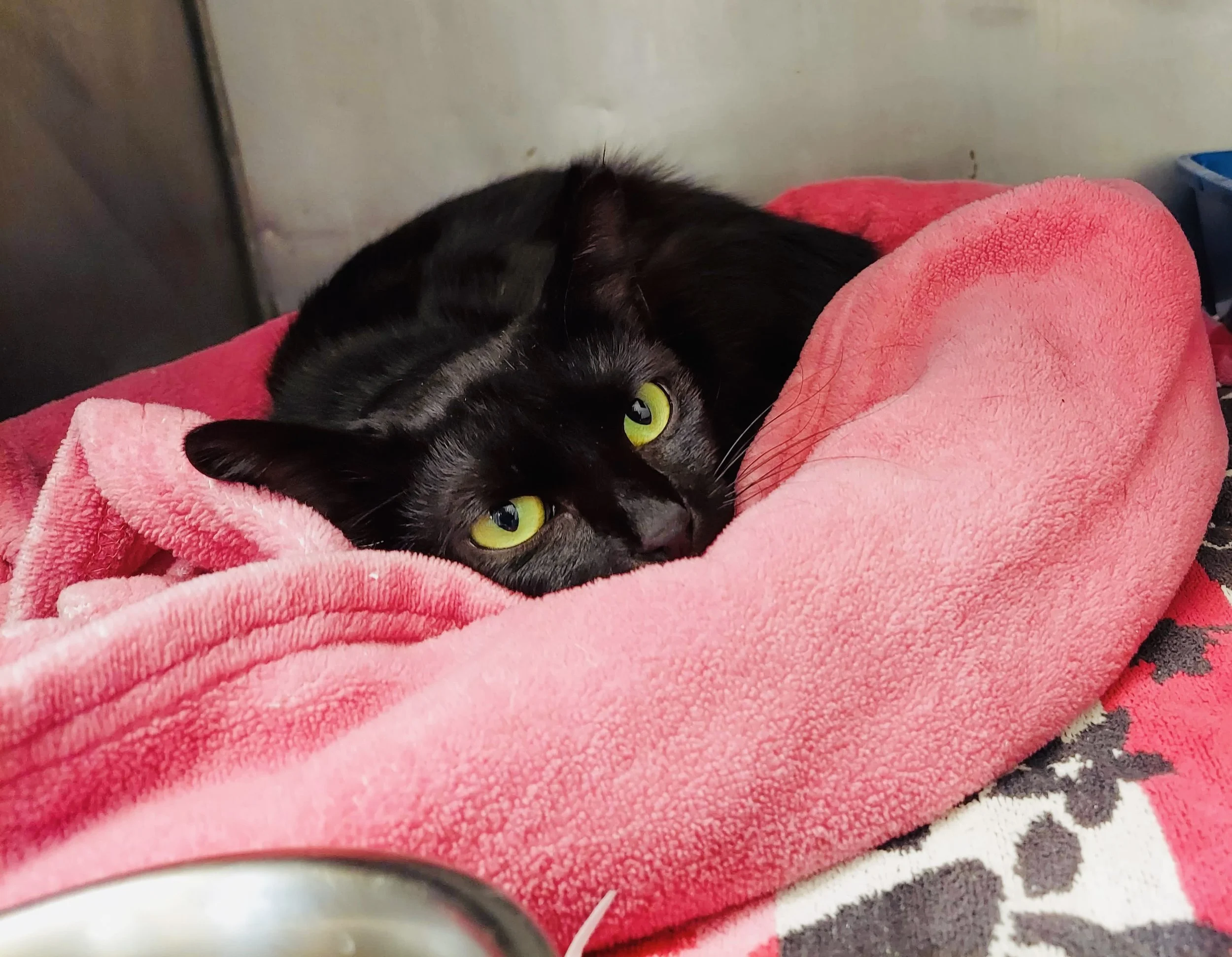 Animals In Need Rescue Network