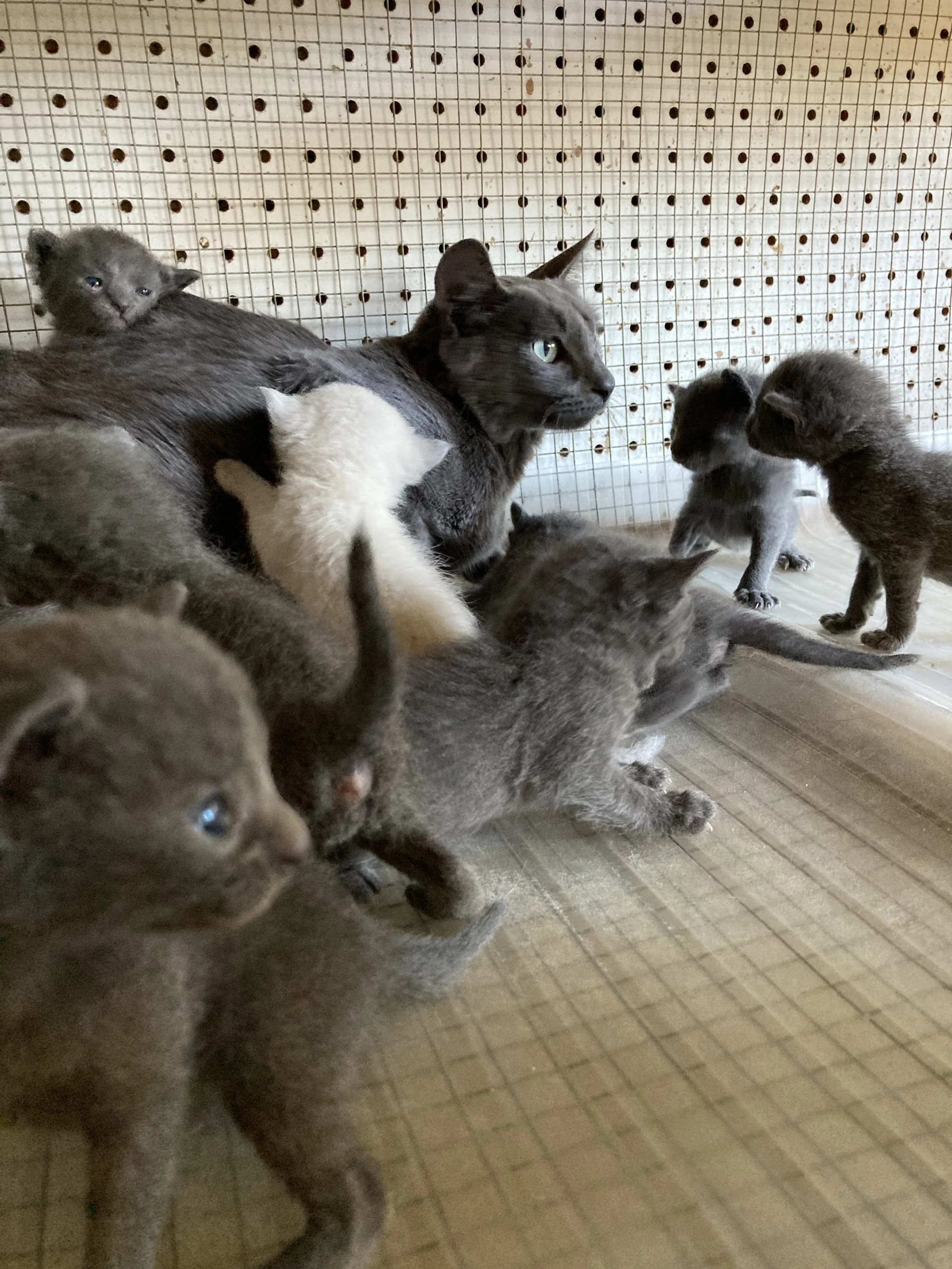 Animals In Need Rescue Network