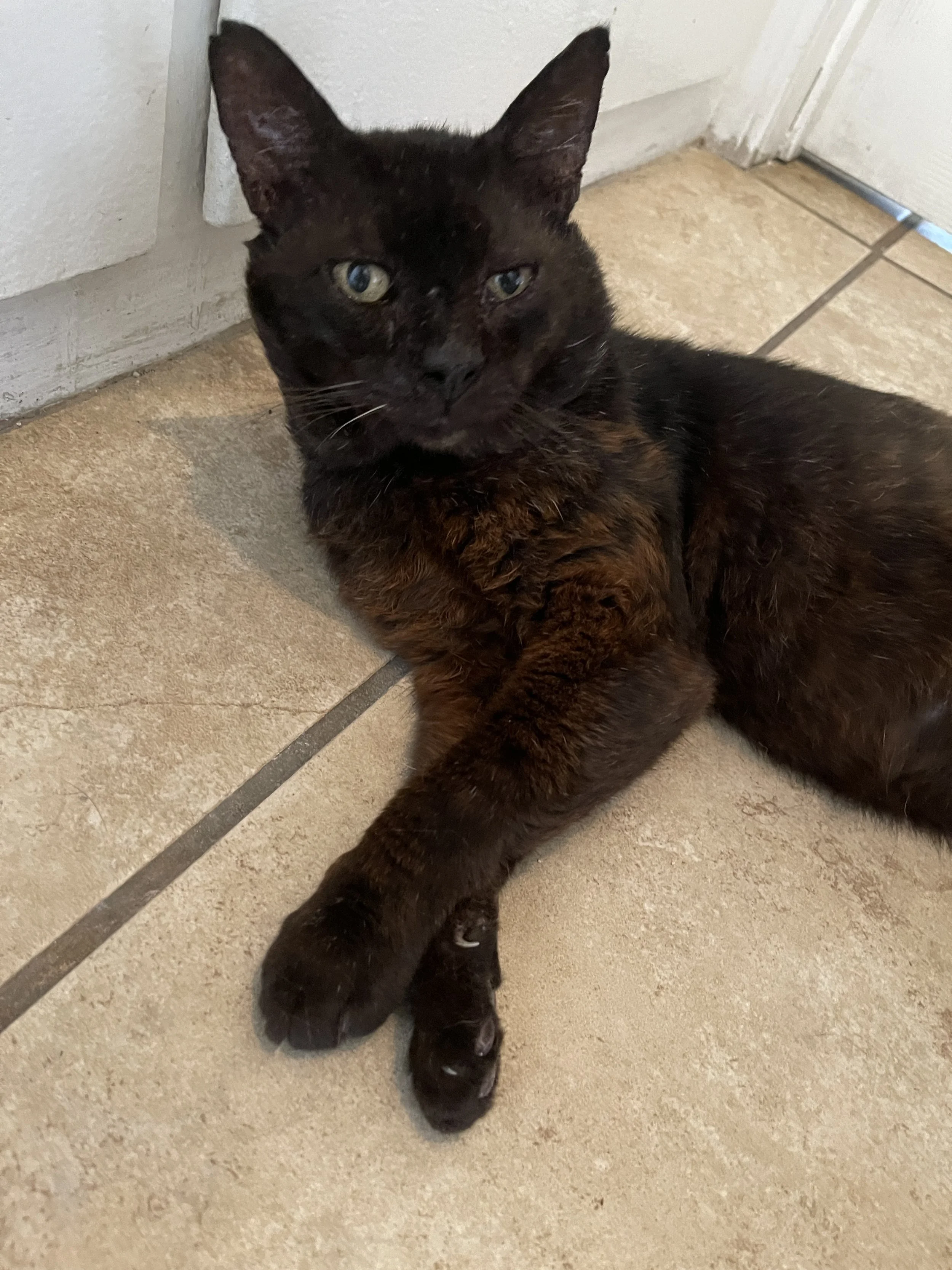 Animals In Need Rescue Network