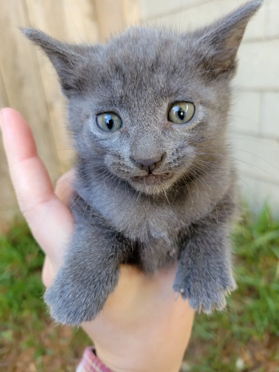 Animals In Need Rescue Network