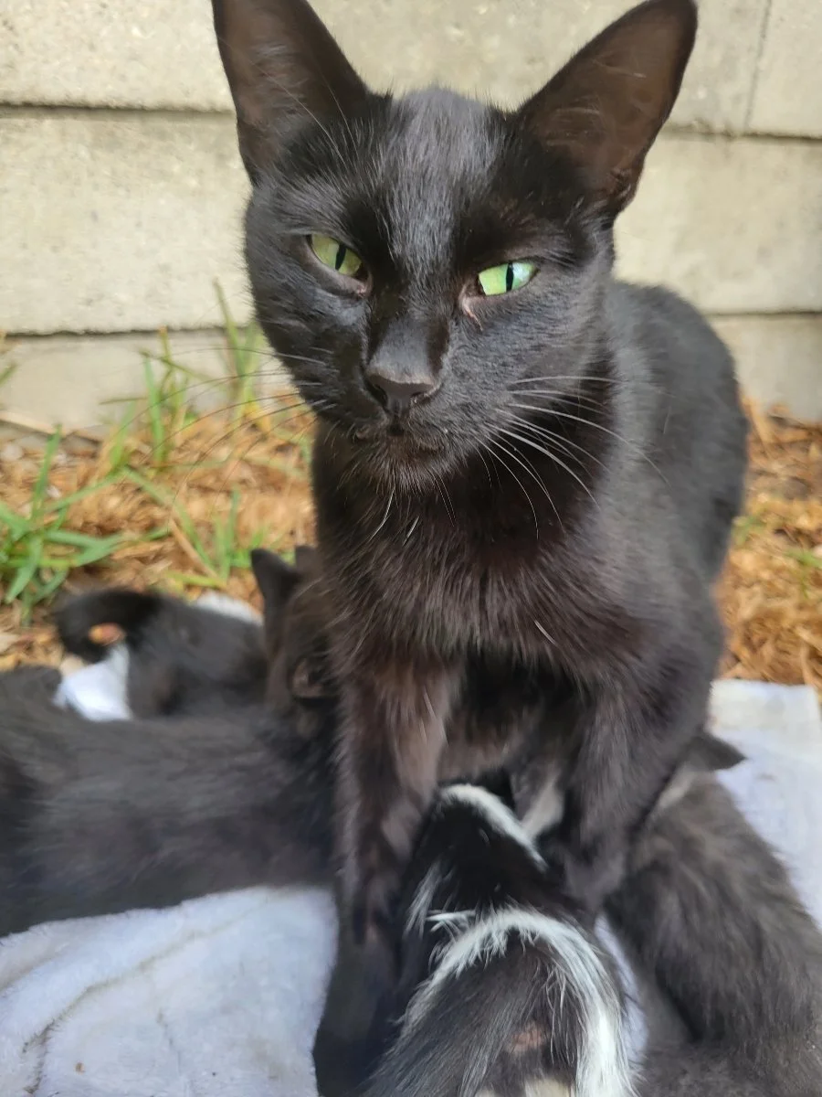 Animals In Need Rescue Network