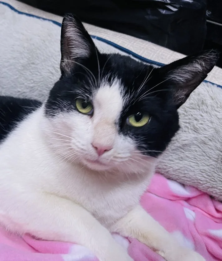 Animals In Need Rescue Network