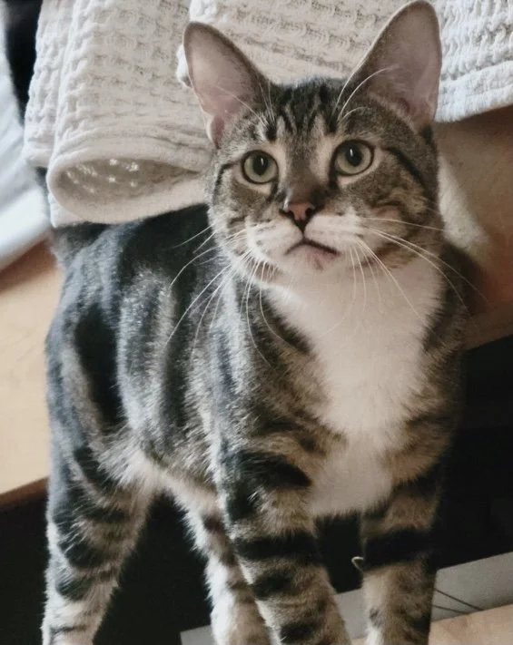 Animals In Need Rescue Network