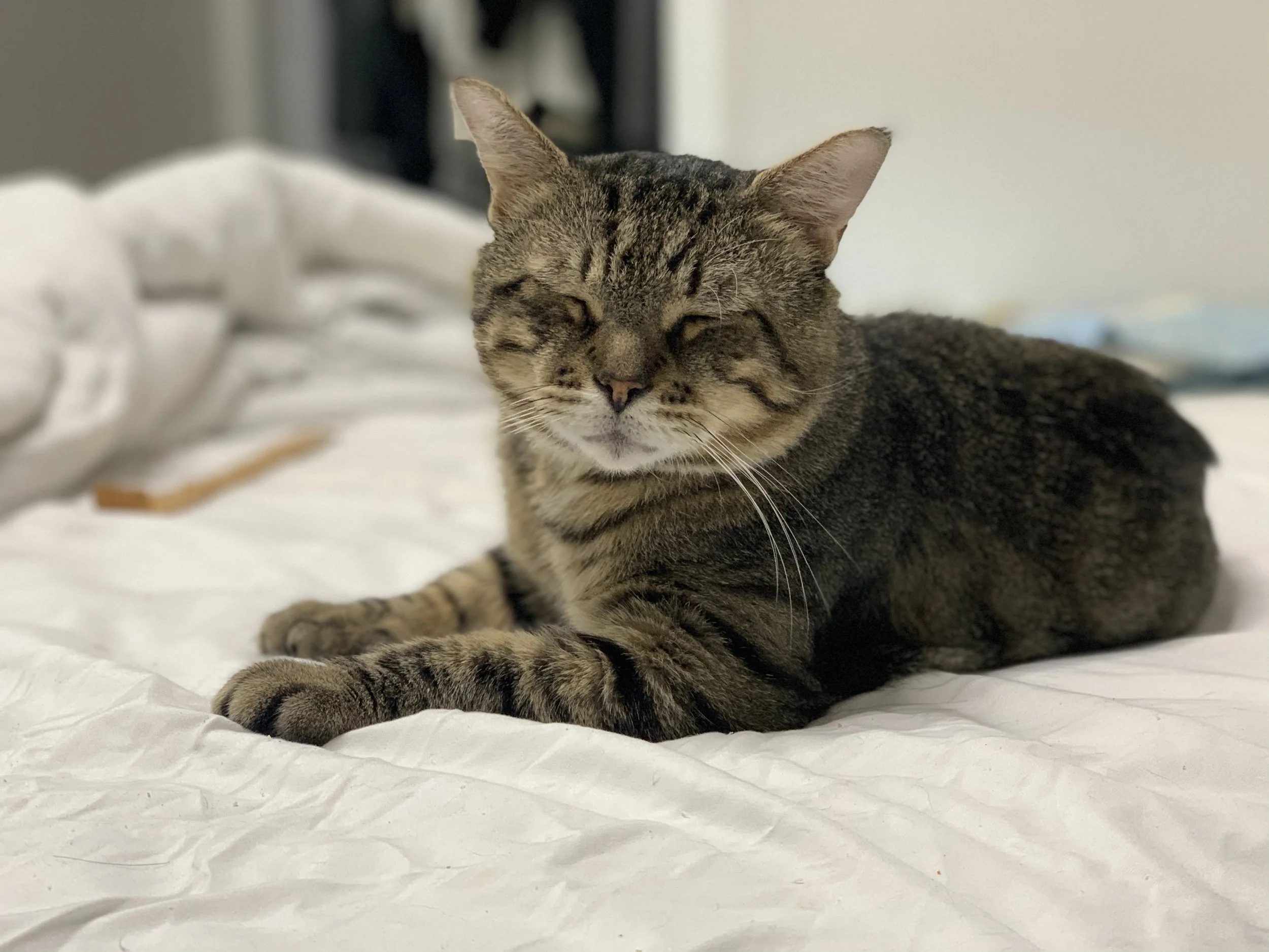 Animals In Need Rescue Network