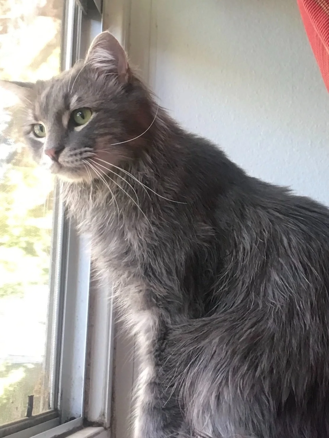 Animals In Need Rescue Network