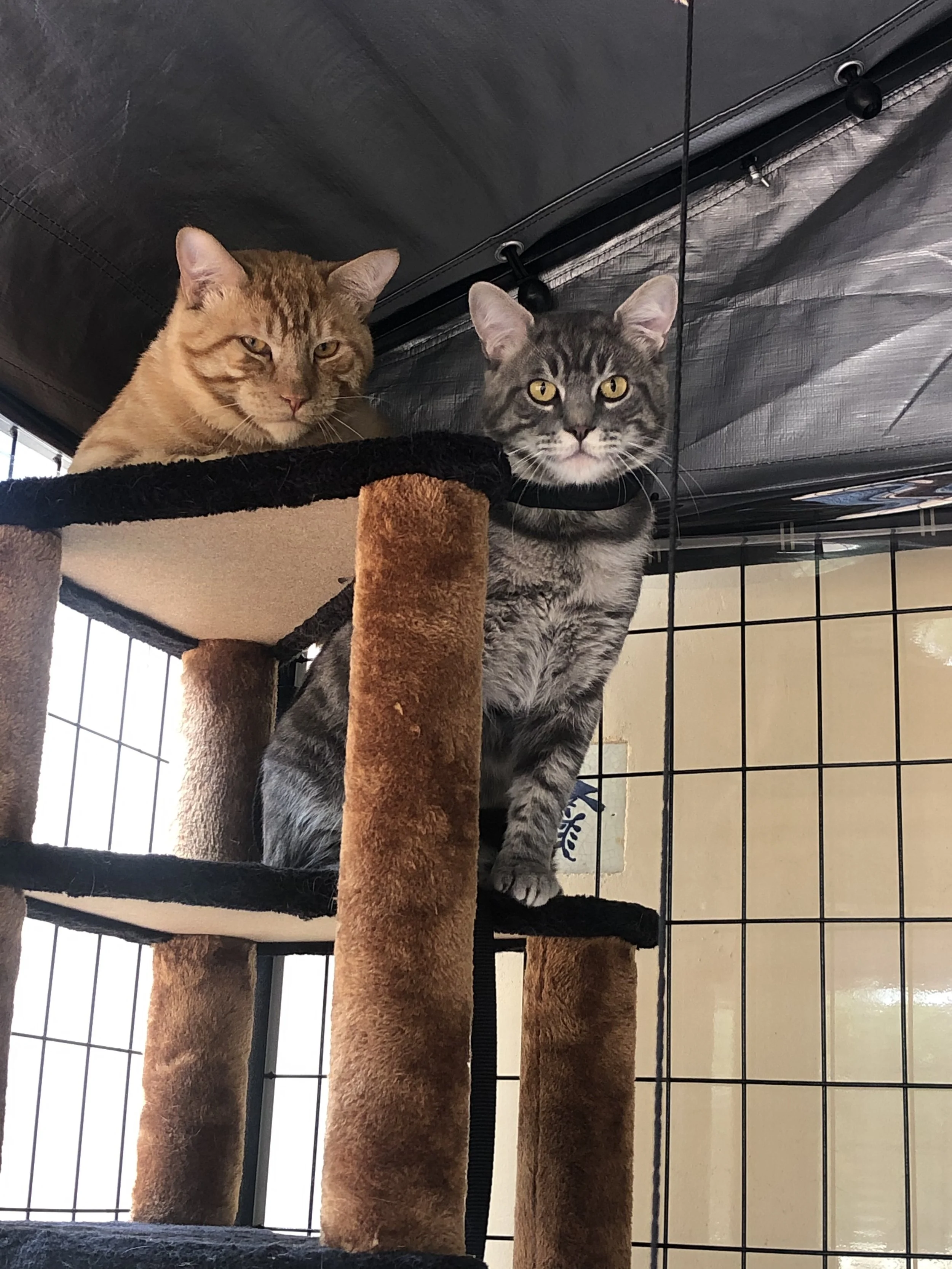 Animals In Need Rescue Network