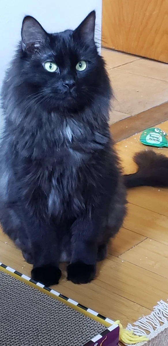 Animals In Need Rescue Network