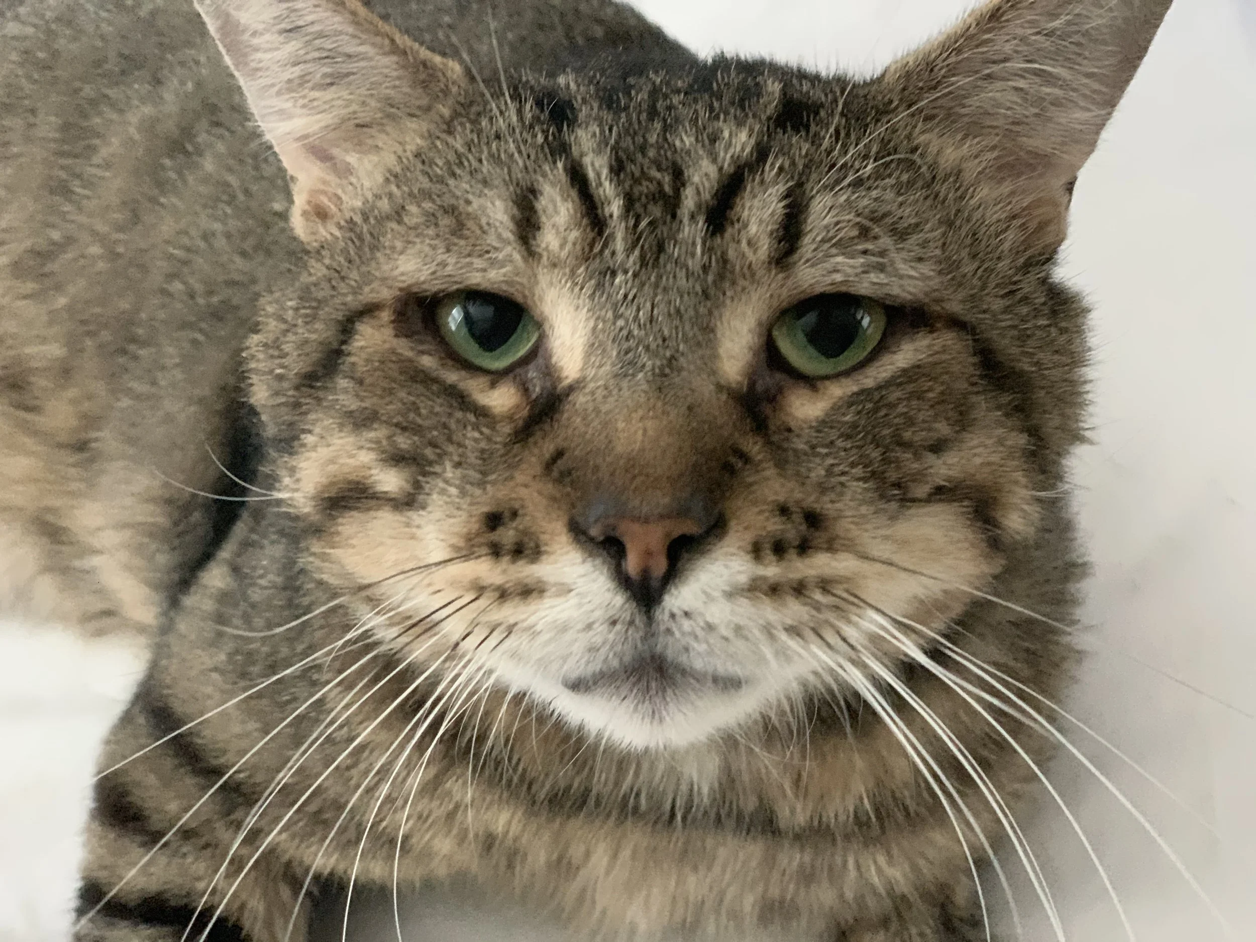 Animals In Need Rescue Network