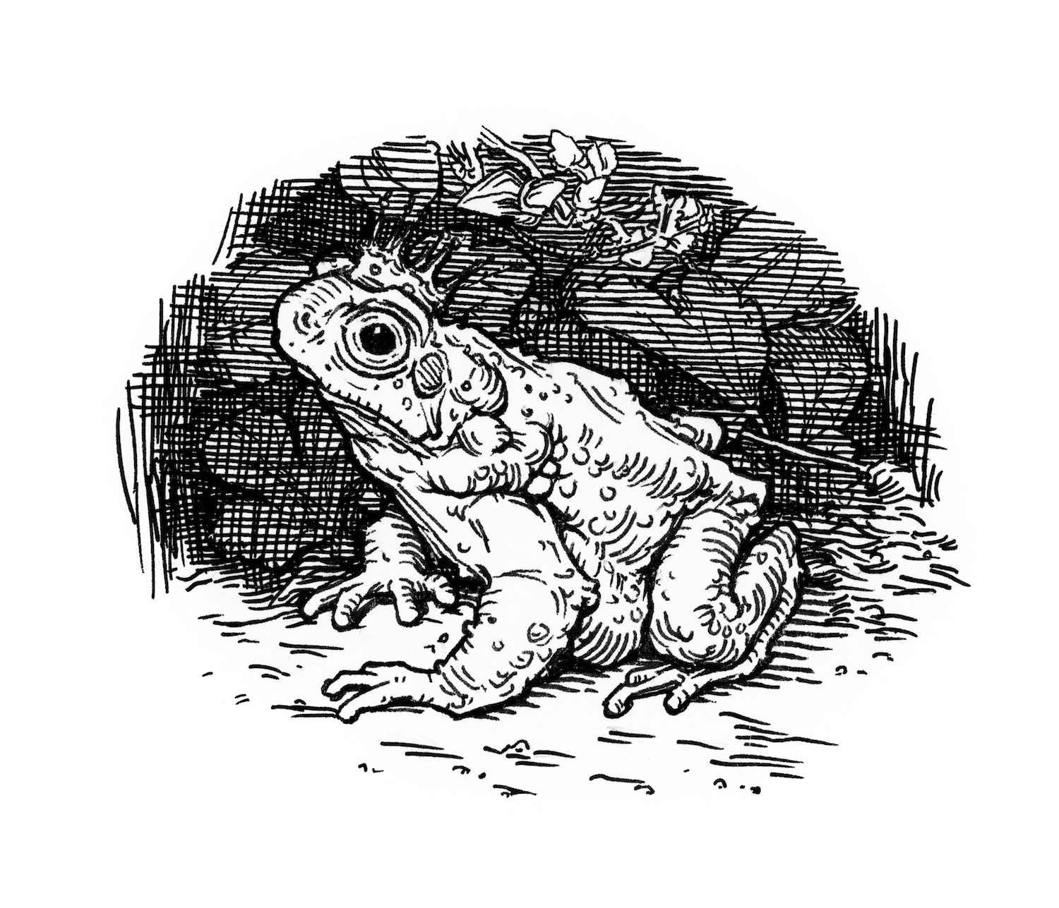 illustration_frog.jpg