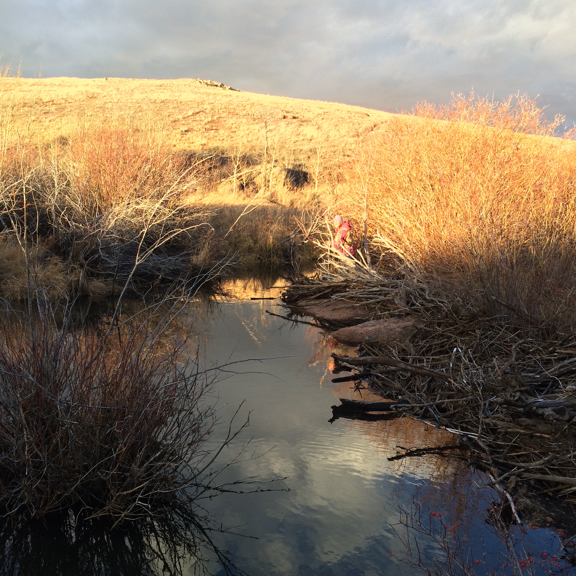 Beaver Ponds near Bruce & Janette