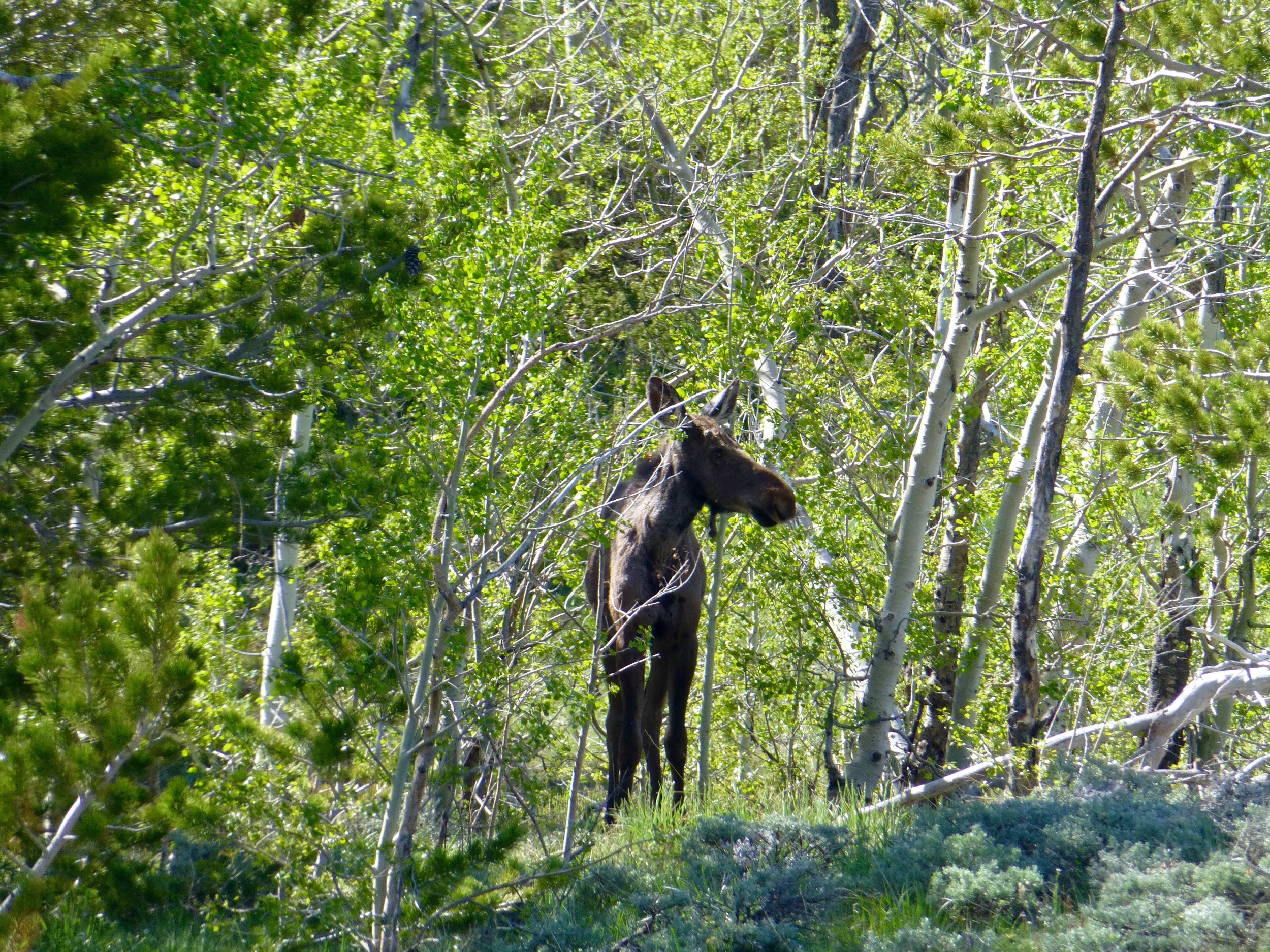 Cow Moose coming to visit